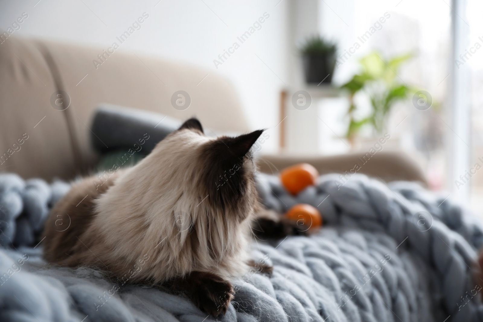 Photo of Cute Balinese cat on sofa at home. Fluffy pet