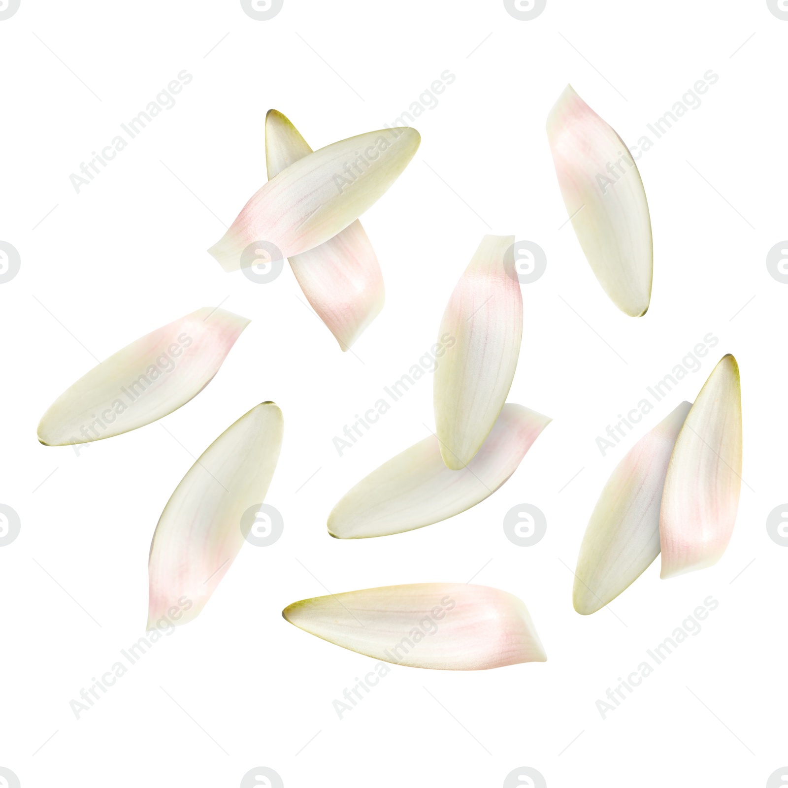 Image of Lotus flower petals falling on white background