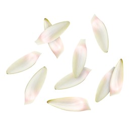 Image of Lotus flower petals falling on white background