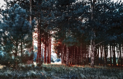 Beautiful view of pine forest. Fantasy setting