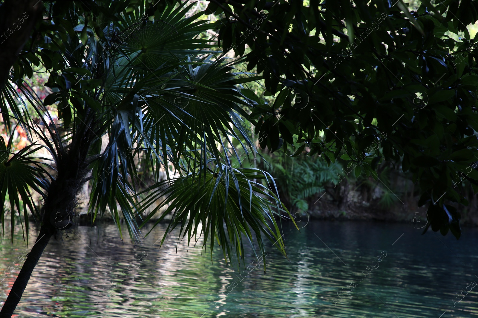 Photo of Picturesque view of beautiful lake in jungle