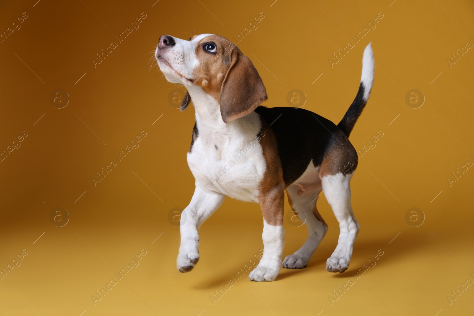 Photo of Cute Beagle puppy on yellow background. Adorable pet