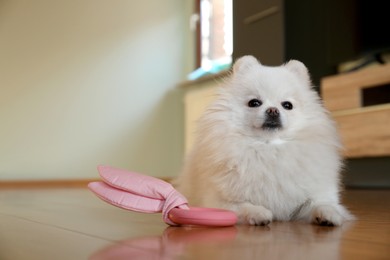 Photo of Cute fluffy Pomeranian dog with toy at home, space for text. Lovely pet