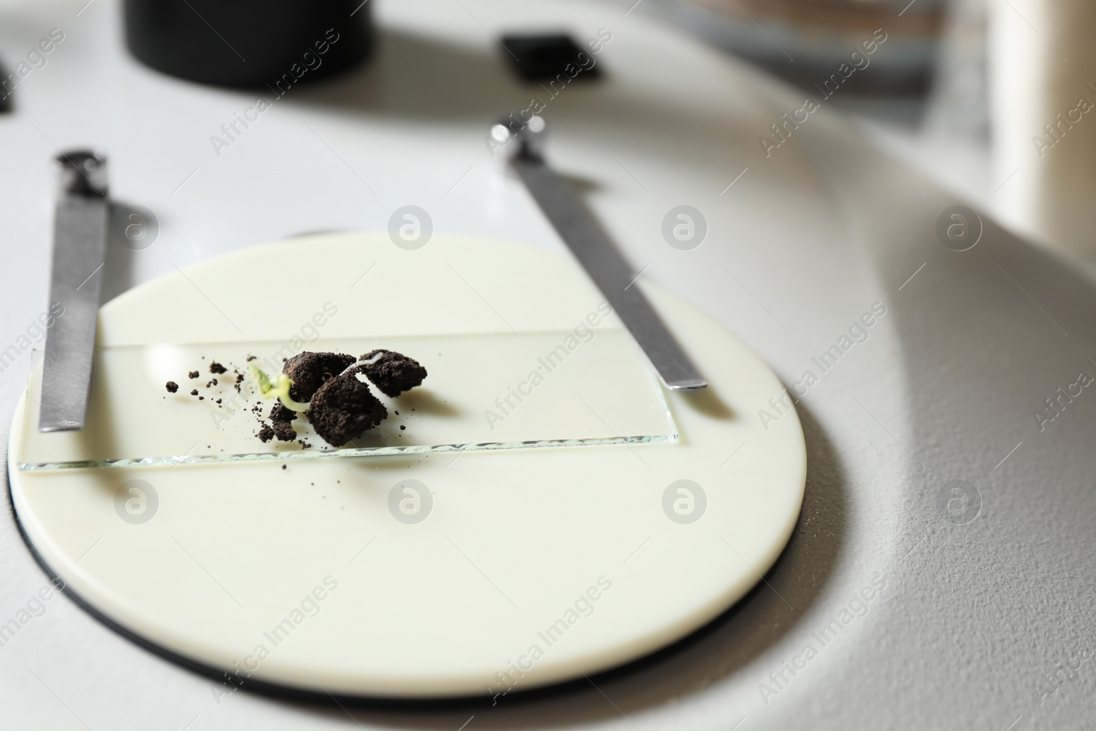 Photo of Soil sample with seed under microscope in laboratory. Phytoexamination and disease analysis