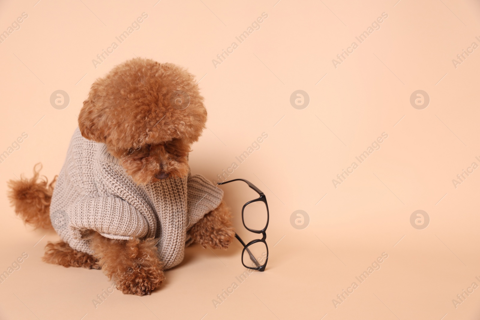 Photo of Cute Maltipoo dog with knitted warm sweater and glasses on beige background. Space for text