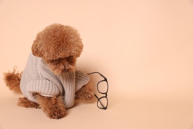 Photo of Cute Maltipoo dog with knitted warm sweater and glasses on beige background. Space for text
