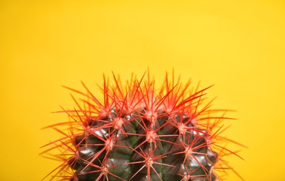 Beautiful cactus on color background