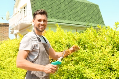 Man trimming bushes in garden on sunny day