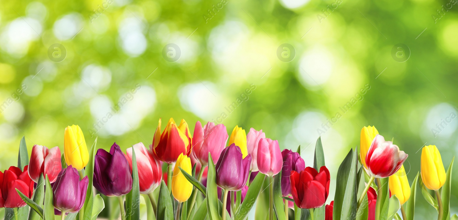 Image of Beautiful bright spring tulips on blurred green background, banner design