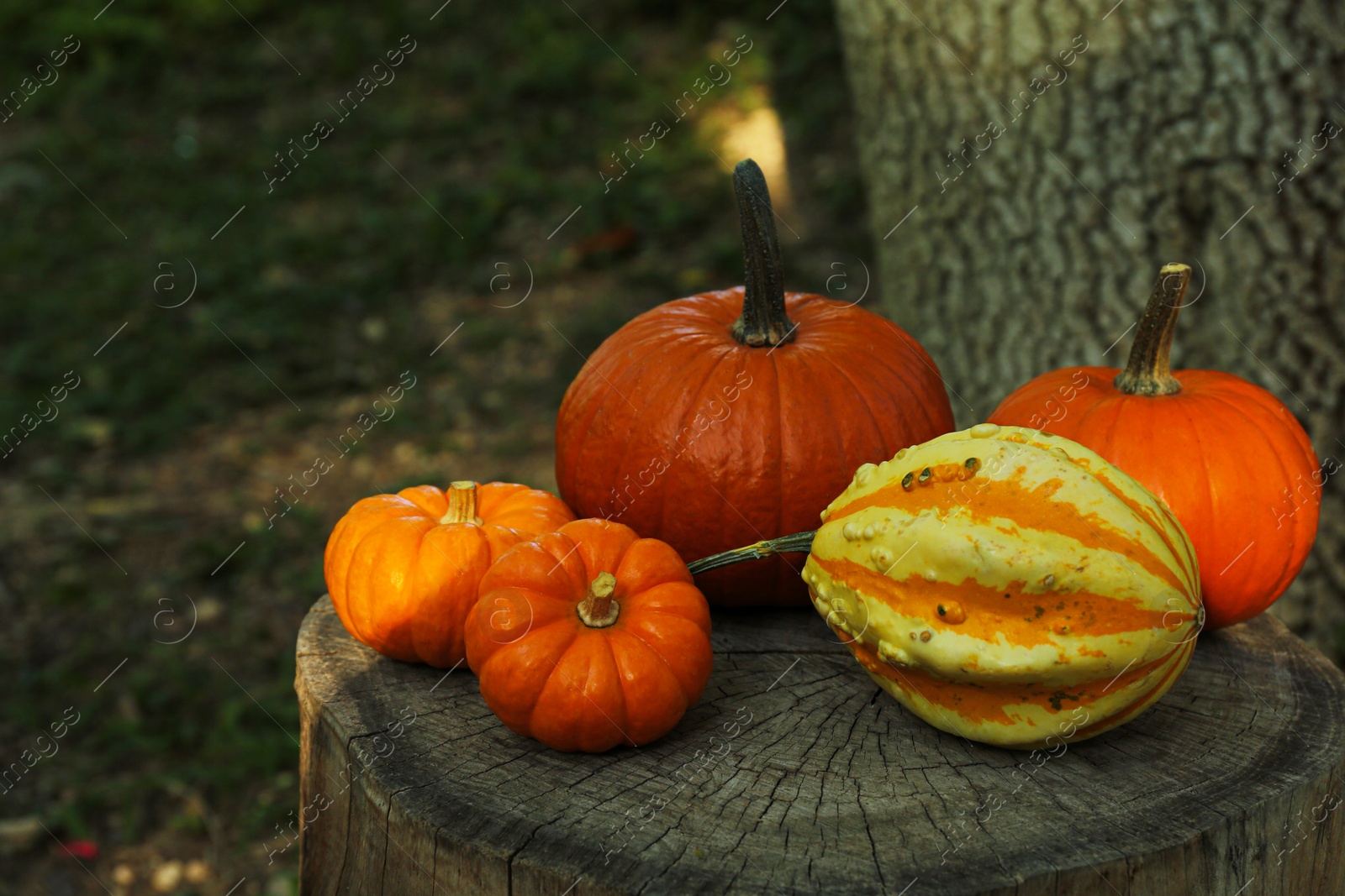 Photo of Many orange pumpkins on stump in garden