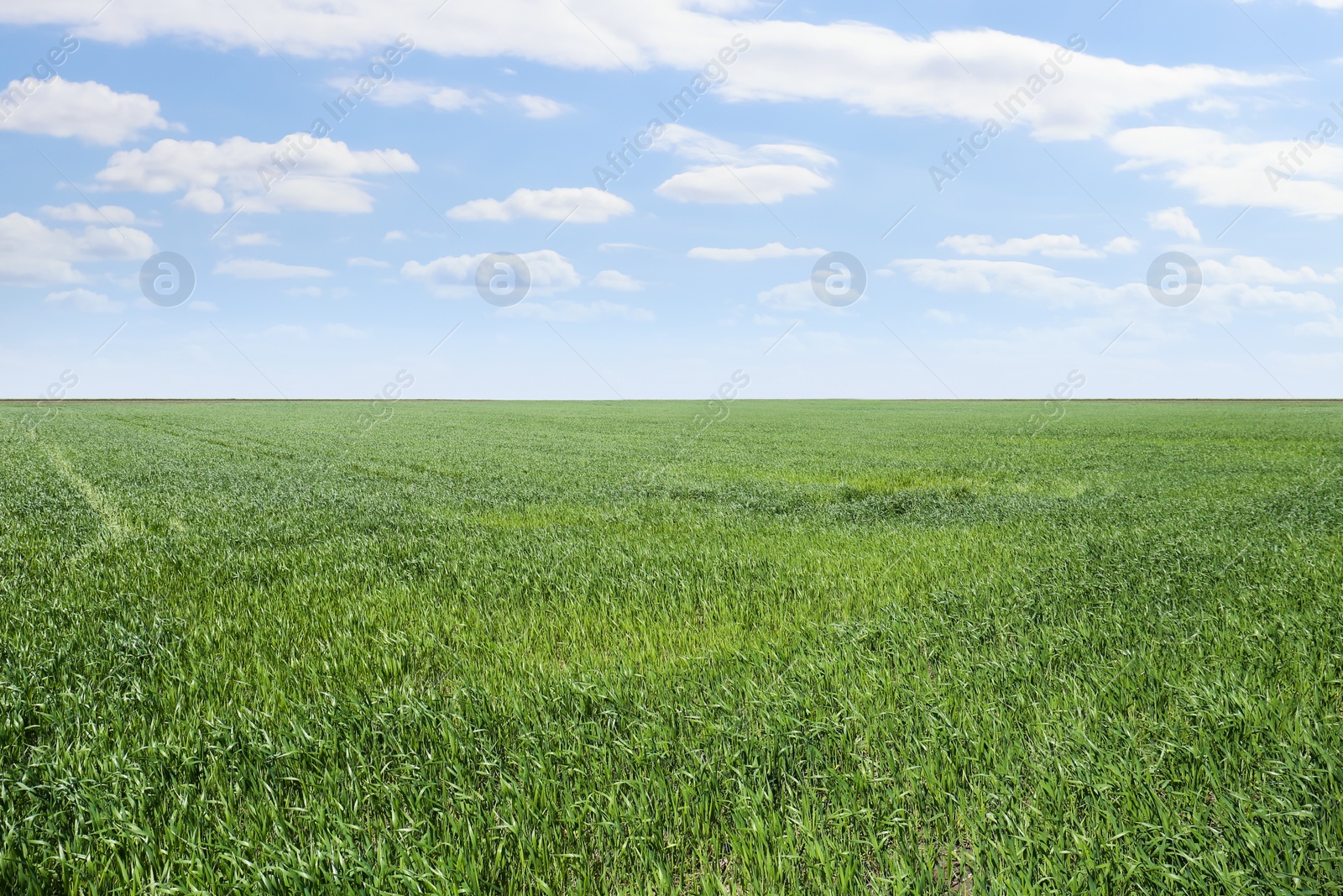 Photo of Beautiful agricultural field with ripening cereal crop under blue sky