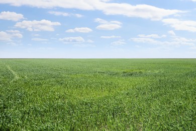 Photo of Beautiful agricultural field with ripening cereal crop under blue sky