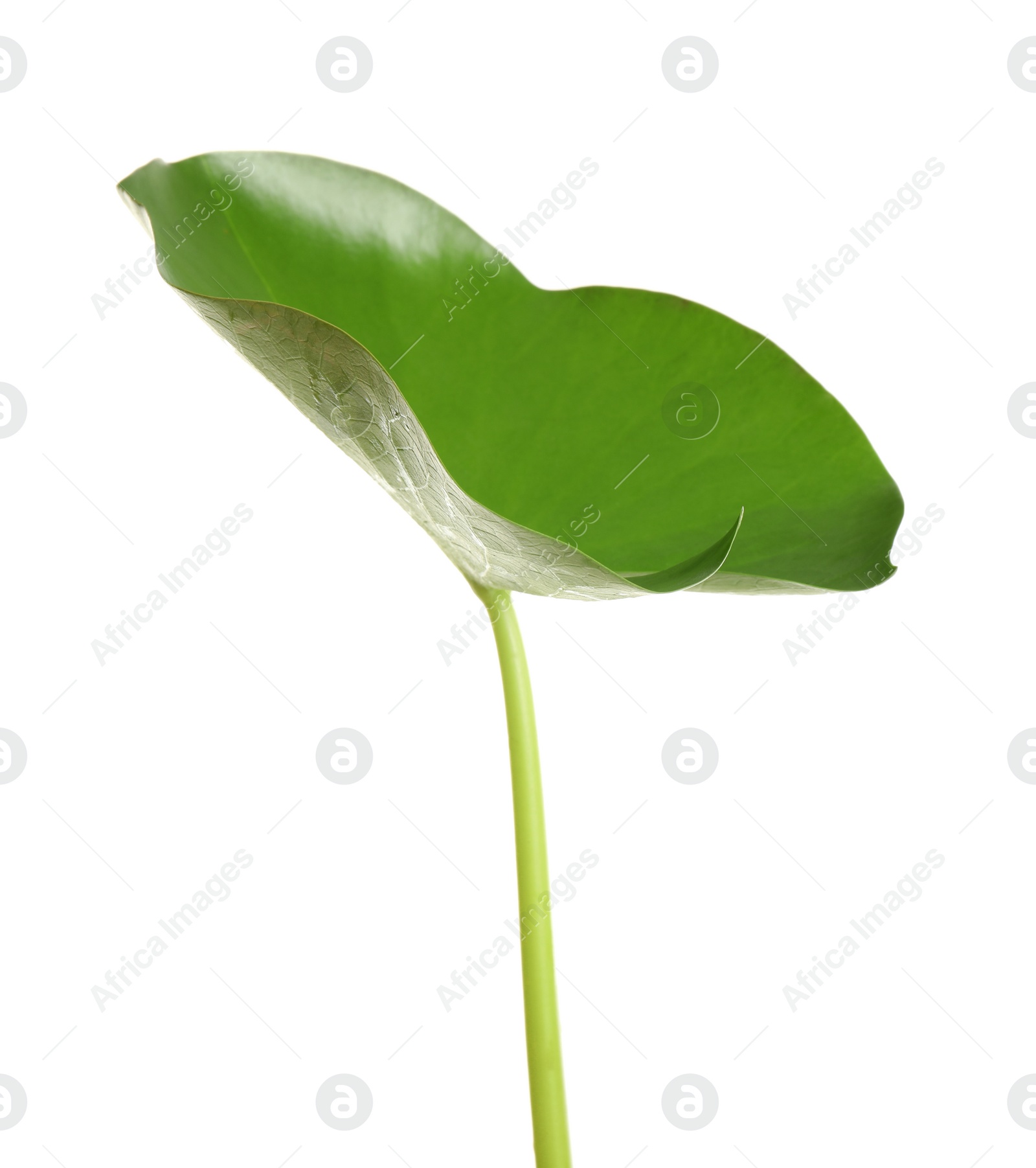 Photo of Beautiful green lotus leaf isolated on white