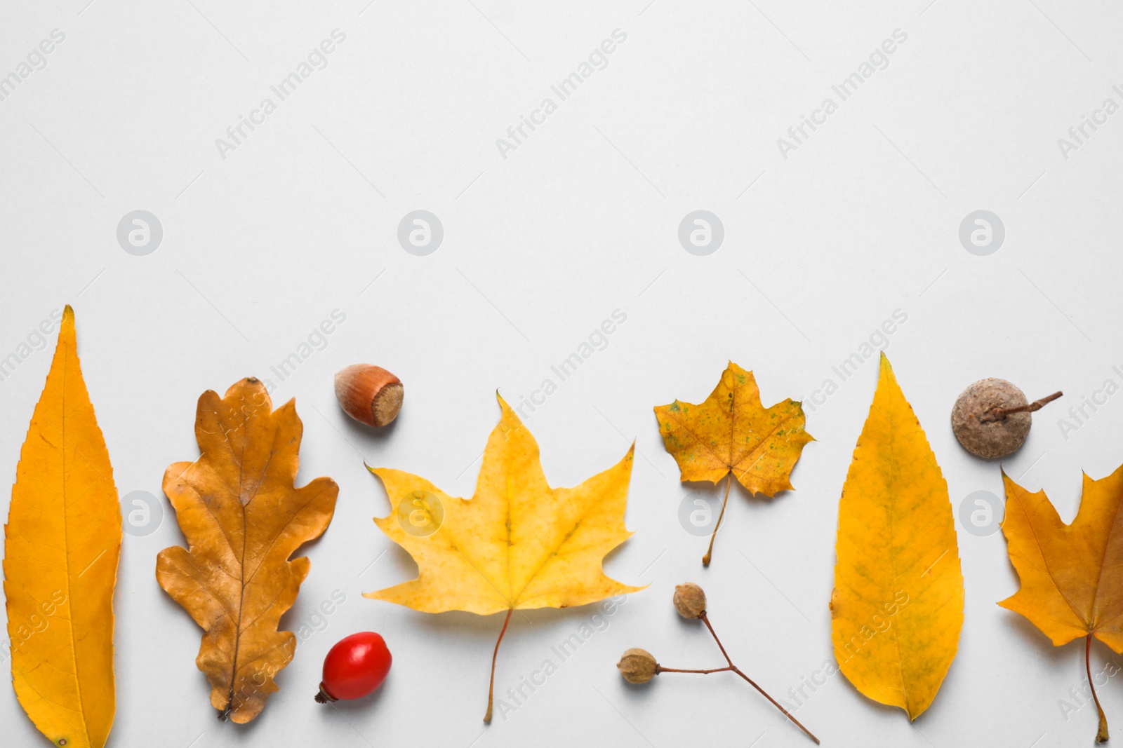 Photo of Flat lay composition with autumn leaves on white background. Space for text