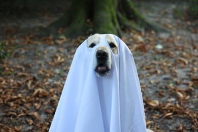 Cute Labrador Retriever dog wearing ghost costume in autumn park on Halloween