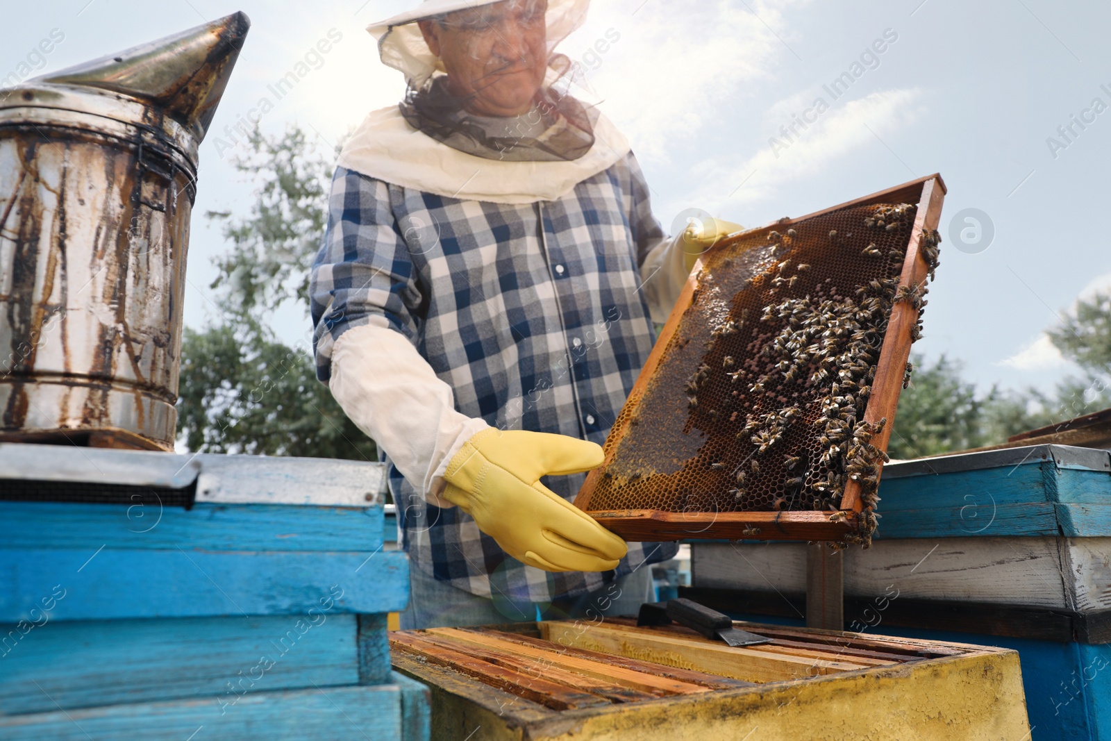 Photo of Beekeeper with hive frame at apiary. Harvesting honey