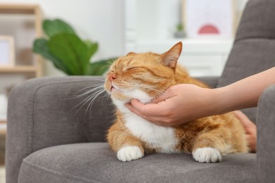Photo of Woman petting cute ginger cat on armchair at home, closeup