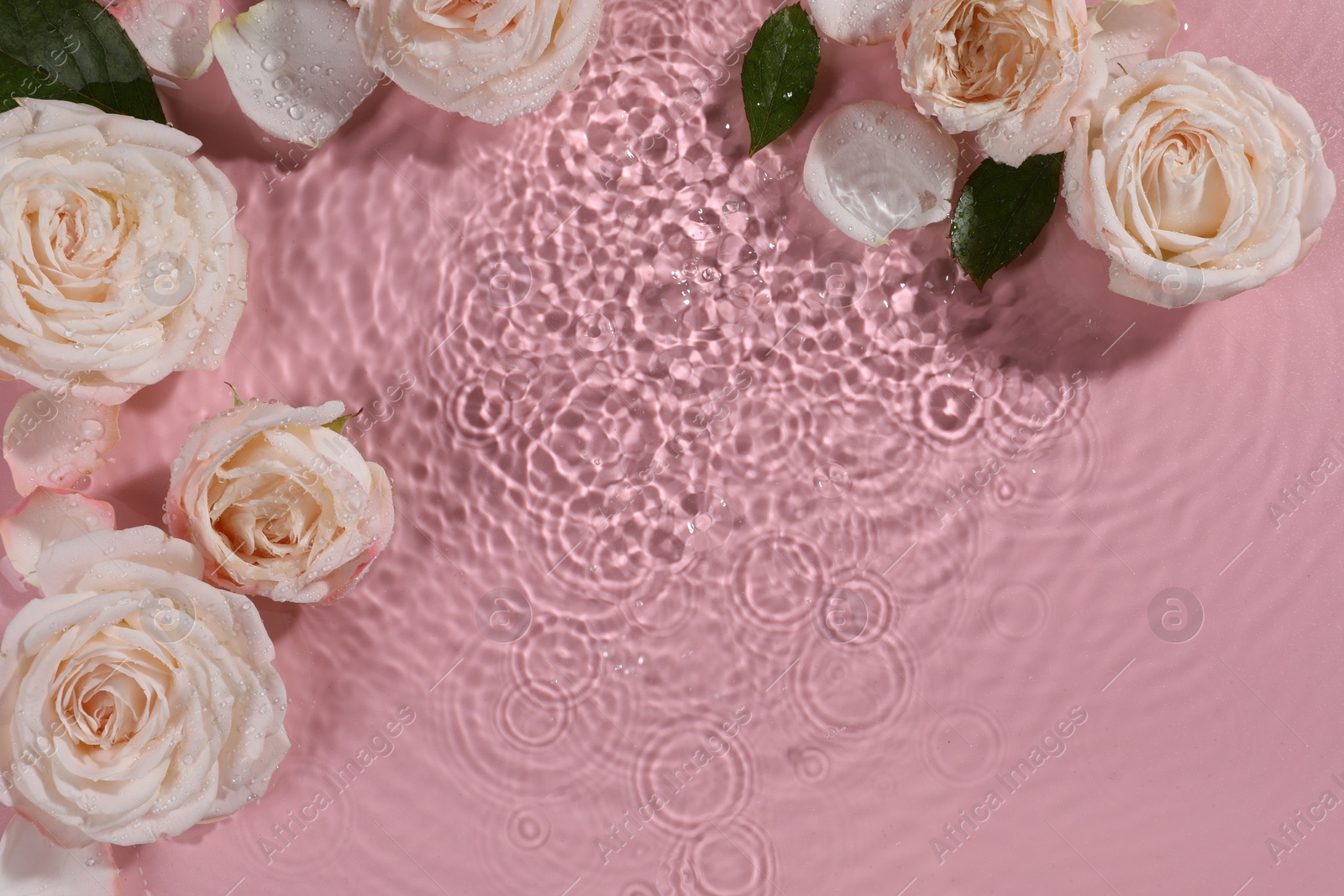 Photo of Beautiful roses, petals and leaves in water on pink background, top view. Space for text