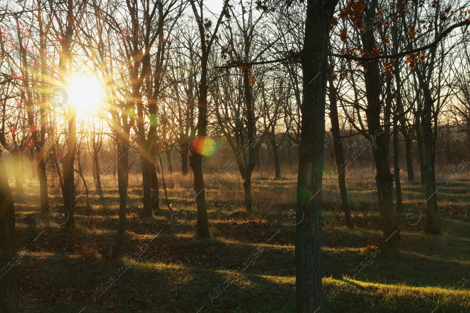 Photo of Beautiful view of autumn park at sunset