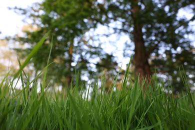 Beautiful view of green grass in park, closeup