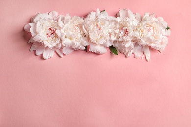 Beautiful blooming peony flowers on color background, top view