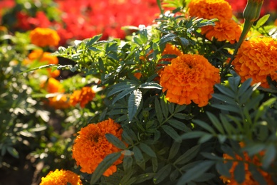 Photo of Beautiful view of marigold flowers outdoors on sunny day