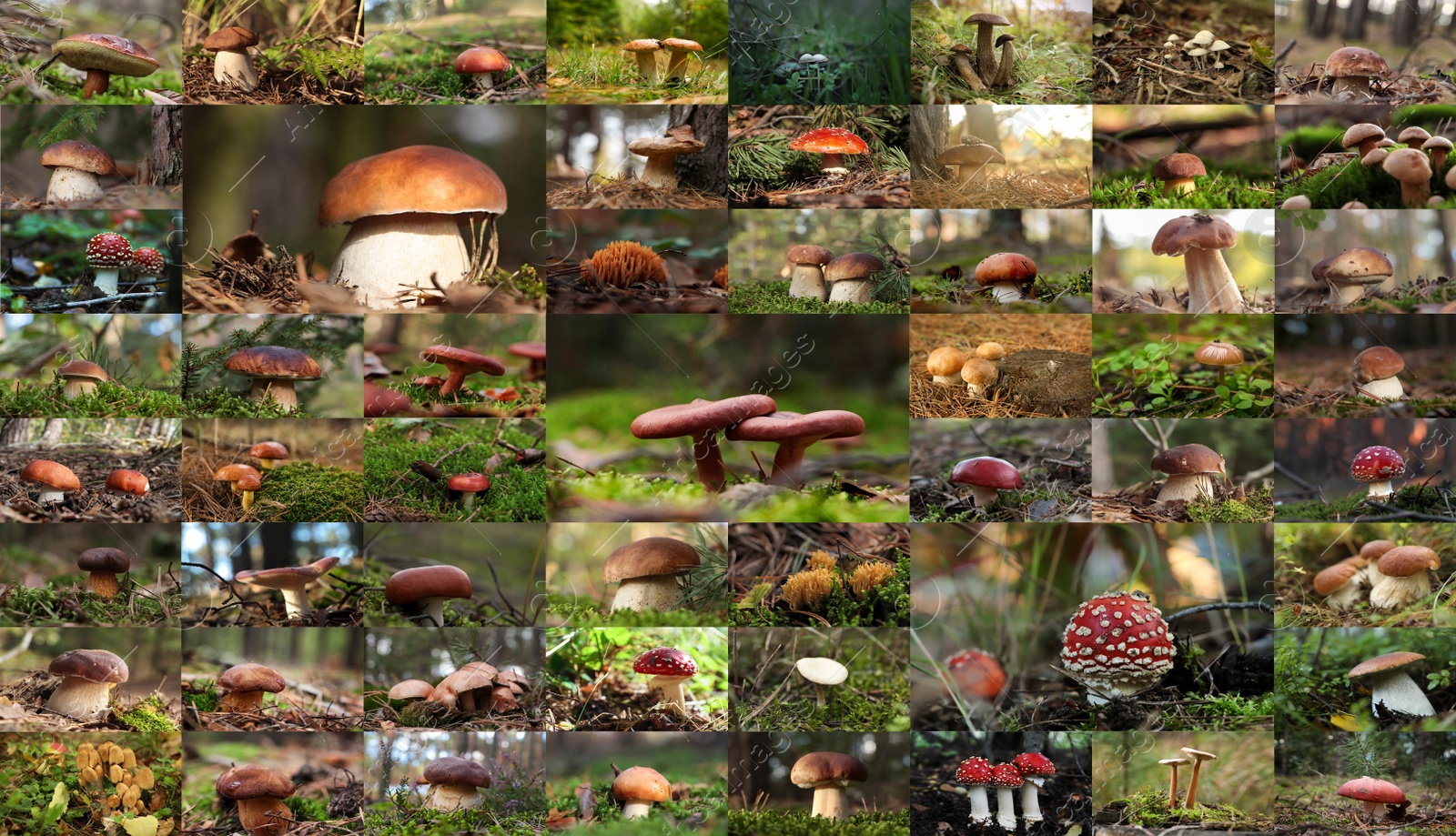 Image of Collage with photos of different wild mushrooms in forest