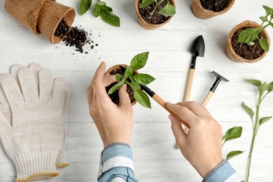 Woman taking care of seedlings at white wooden table, top view