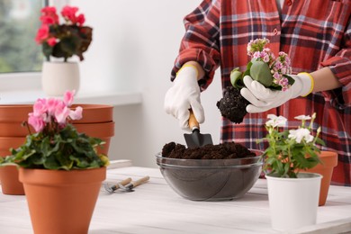 Transplanting houseplants. Woman with gardening tools, flowers and empty pots at white table indoors, closeup