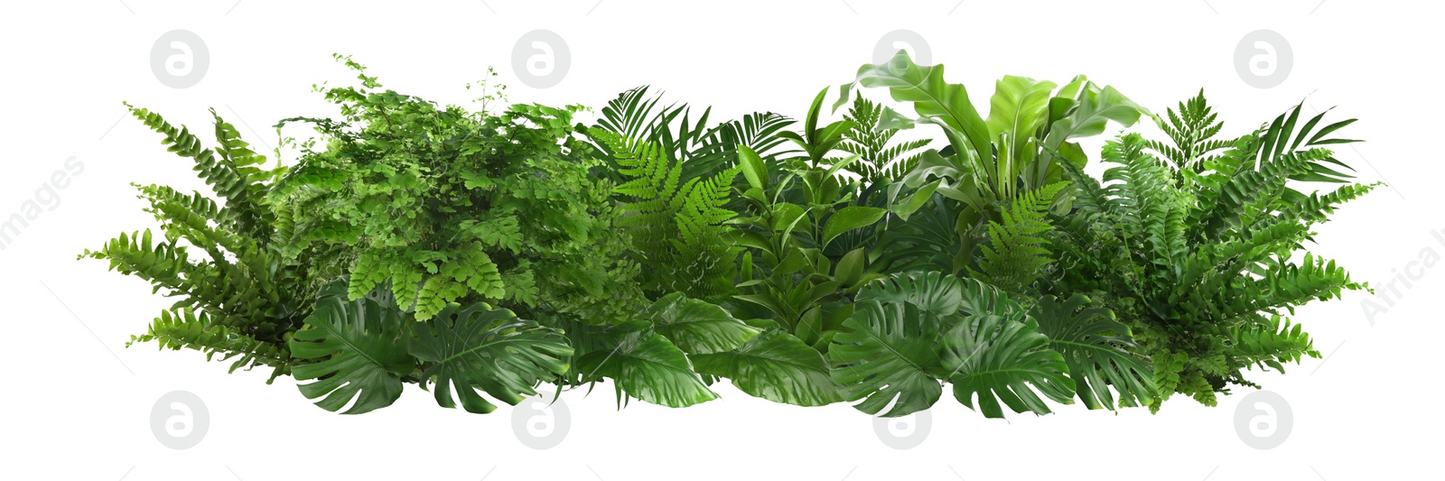 Image of Beautiful composition with fern and other tropical leaves on white background. Banner design