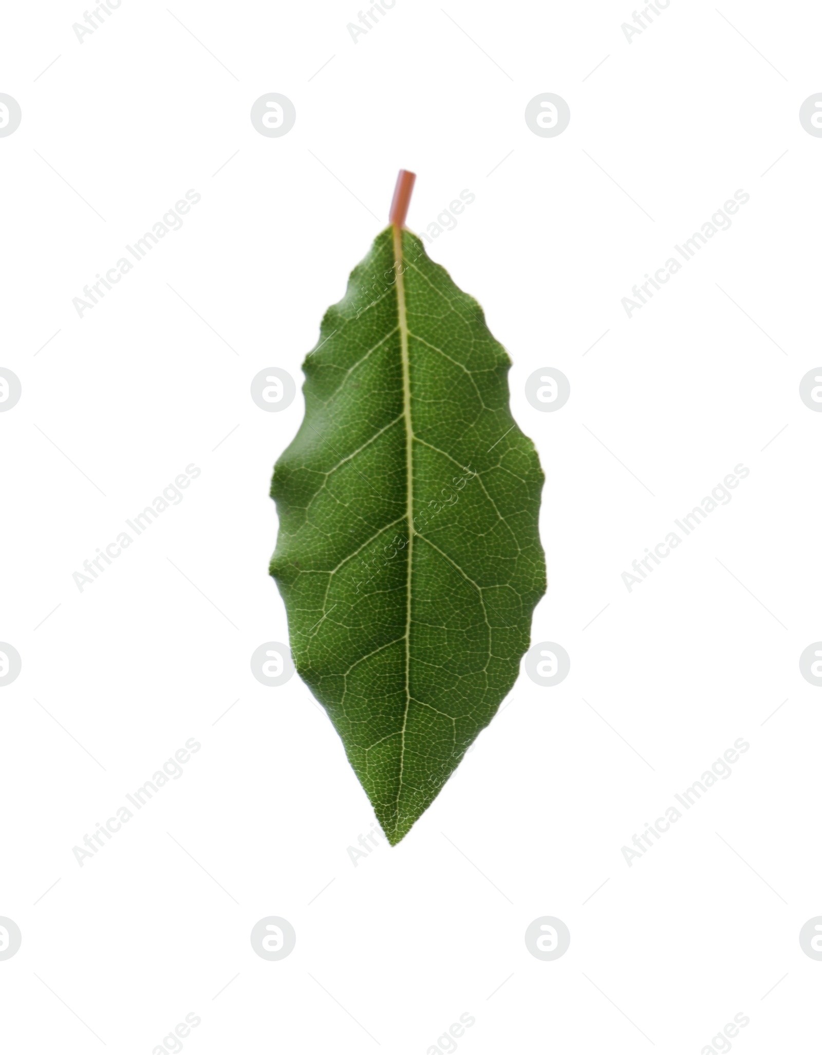 Photo of One fresh bay leaf isolated on white
