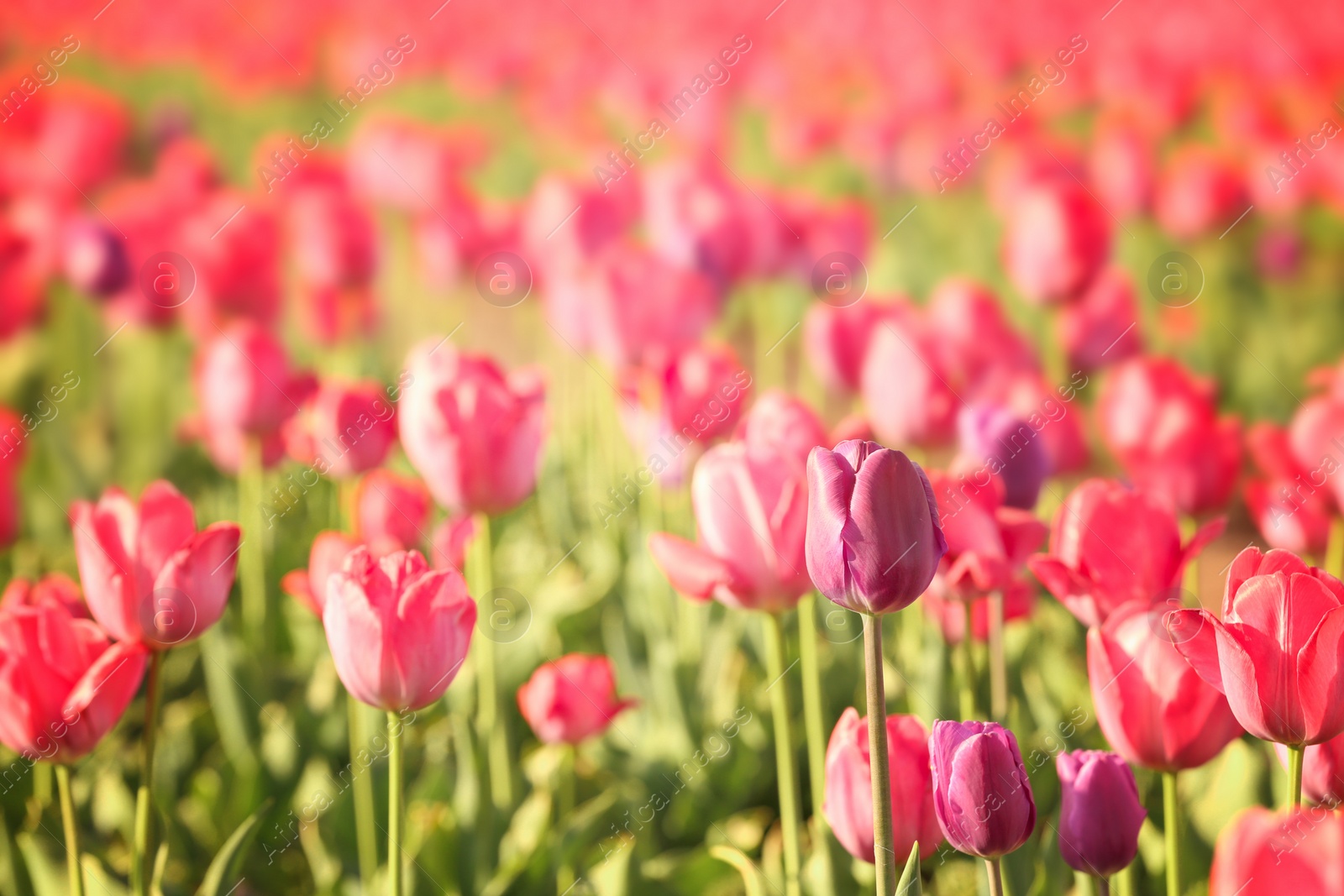 Photo of Blossoming tulips in field on sunny spring day