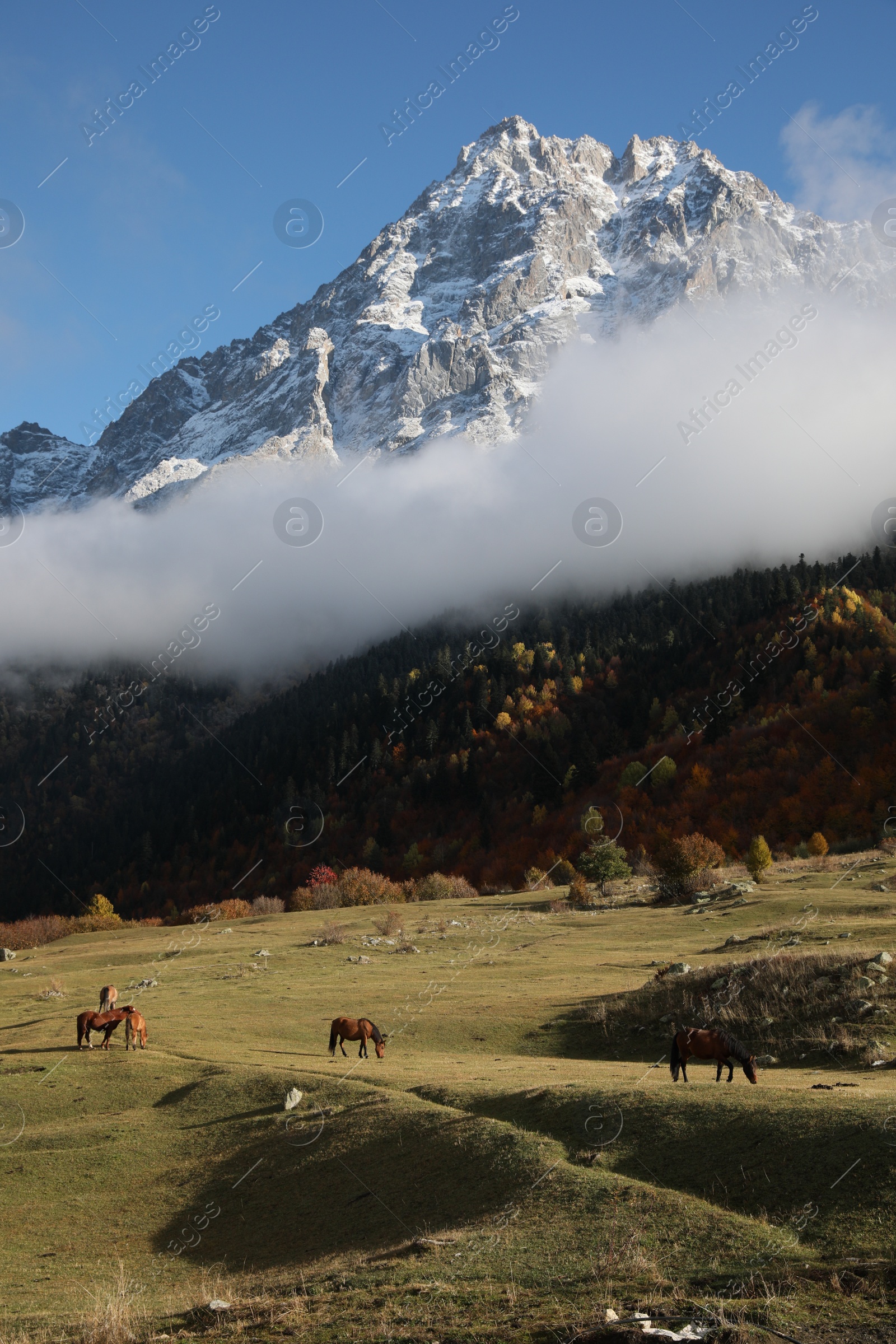 Photo of Picturesque view of high mountains with forest and horses grazing on meadow