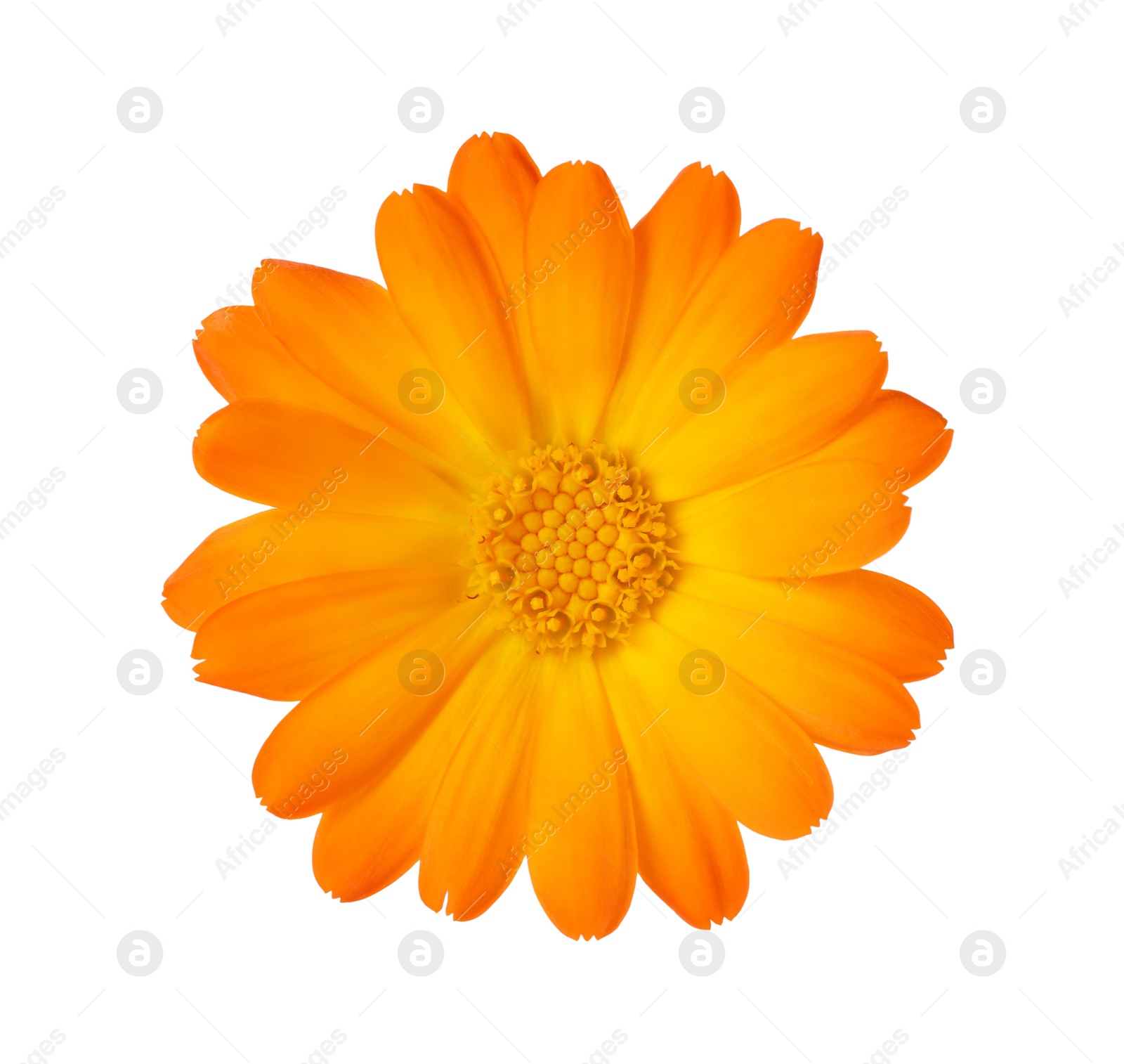 Photo of Fresh beautiful calendula flower isolated on white