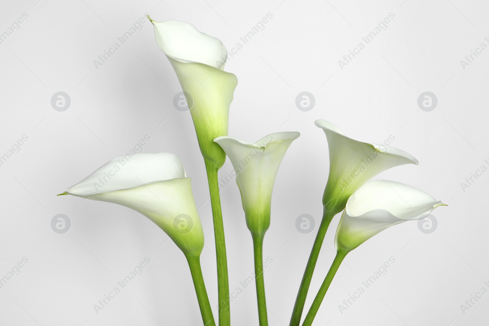 Photo of Beautiful calla lily flowers on white background