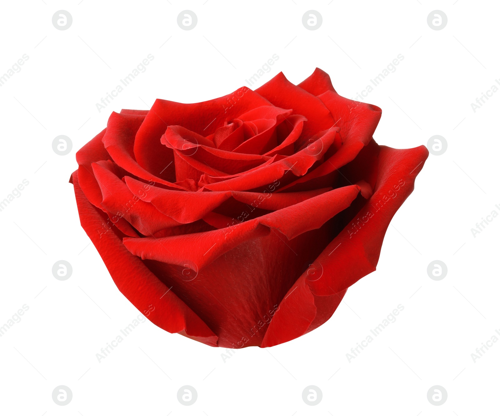 Photo of Beautiful fresh red rose isolated on white