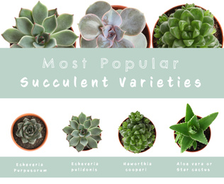 Image of Most popular succulent varieties. Houseplants and names on white background, top view