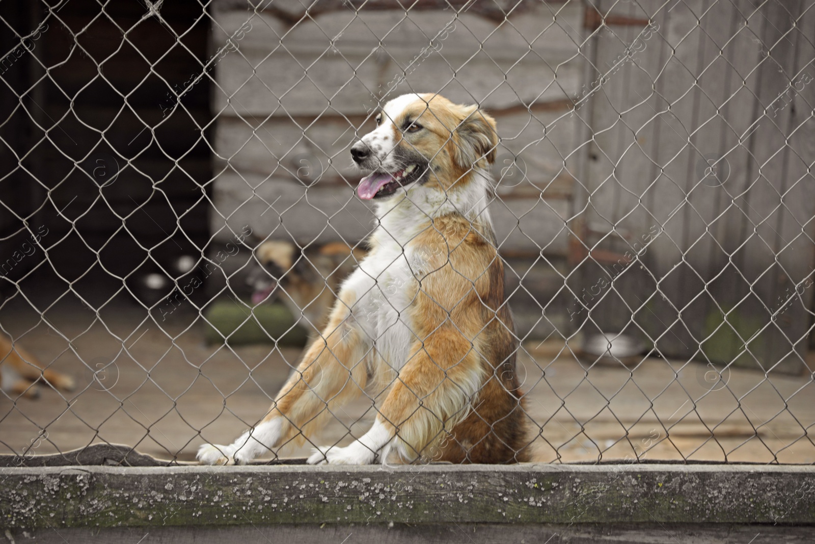 Photo of Cage with homeless dogs in animal shelter. Concept of volunteering