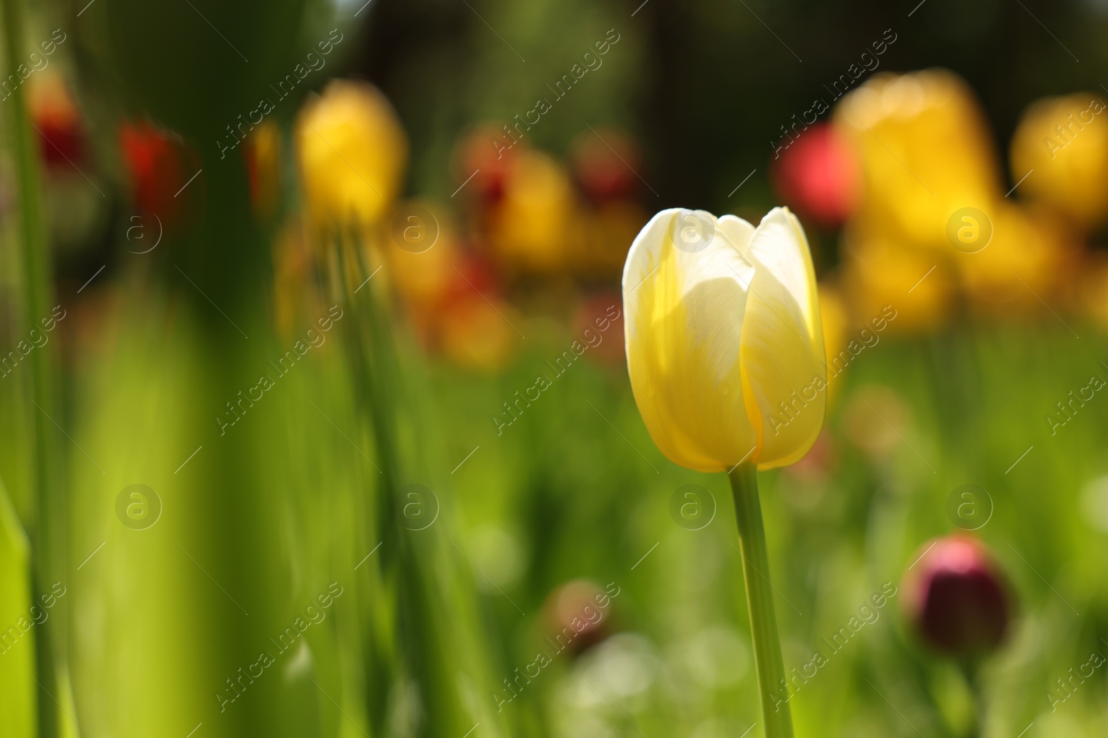 Photo of Beautiful yellow tulip growing outdoors on sunny day, closeup. Space for text