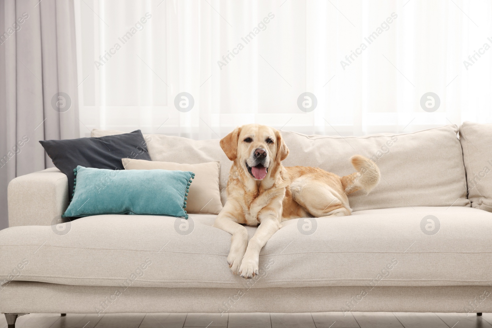 Photo of Cute Golden Labrador Retriever on couch in living room
