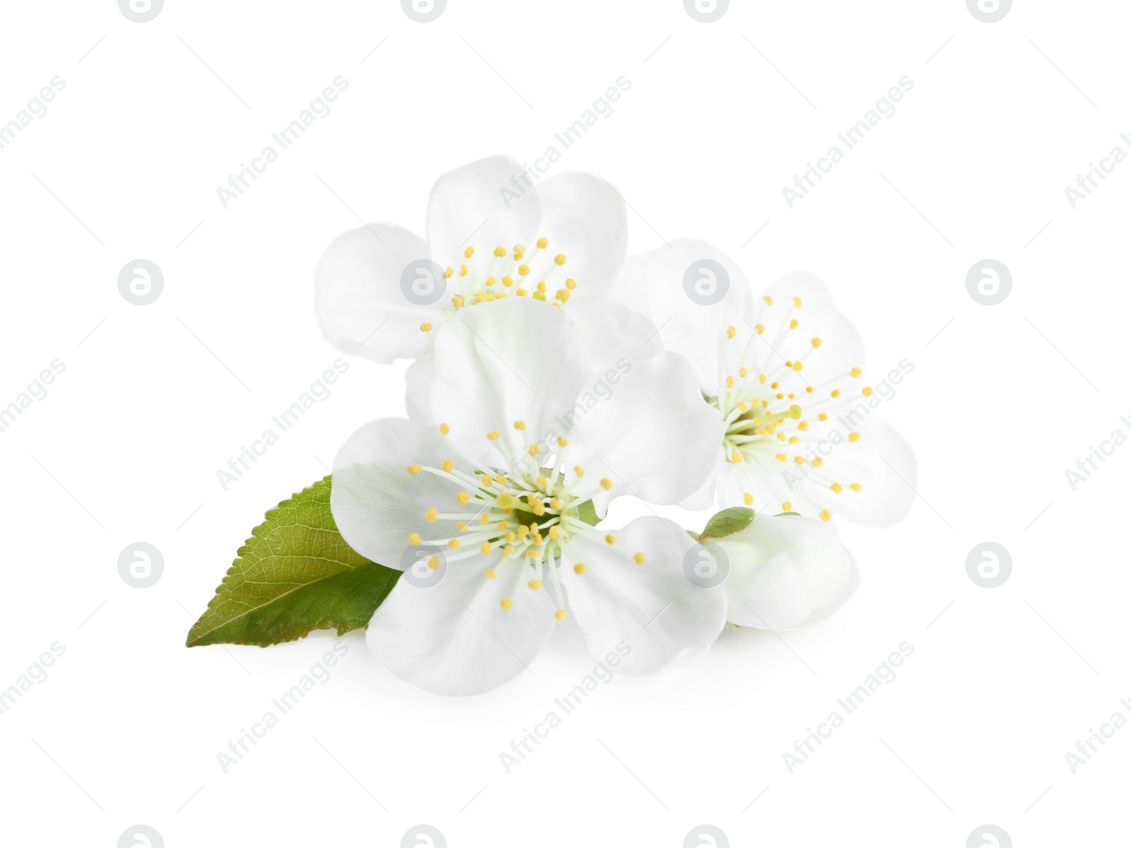 Photo of Beautiful tree blossom isolated on white. Spring season