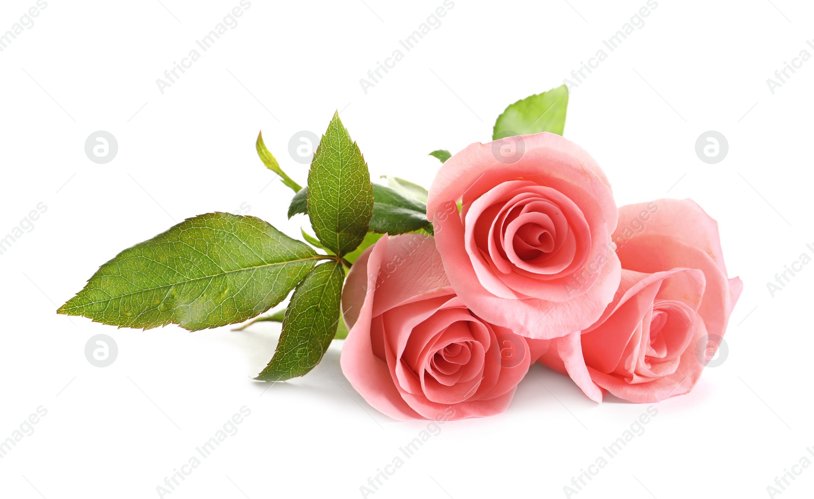 Photo of Beautiful roses on white background