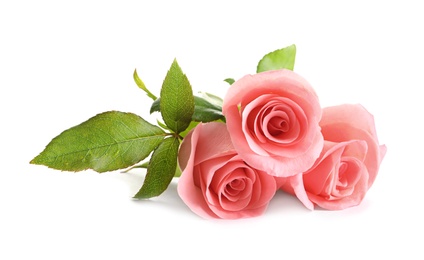 Photo of Beautiful roses on white background