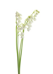 Photo of Beautiful fragrant lily of the valley flowers on white background