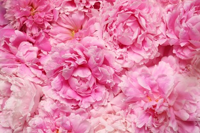 Photo of Beautiful aromatic peony flowers as background, closeup