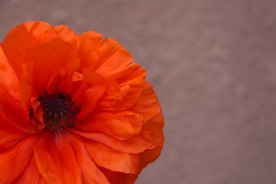 Photo of Beautiful bright red poppy flower on pink blurred background, closeup. Space for text
