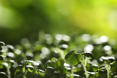 Sprouted arugula seeds on blurred background, closeup view