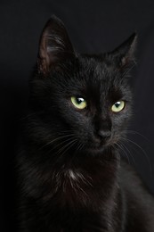 Photo of Black cat with beautiful eyes on dark background, closeup