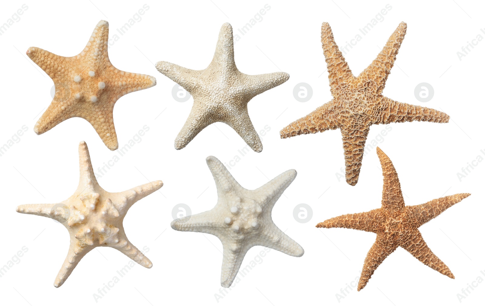 Image of Set with beautiful sea stars on white background 