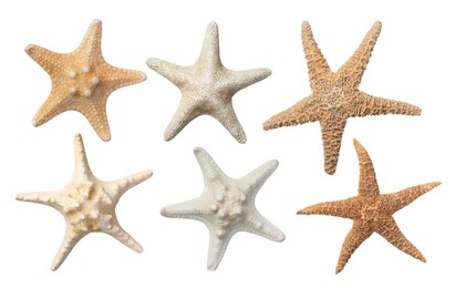 Image of Set with beautiful sea stars on white background 